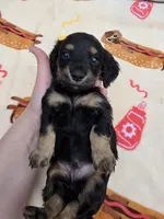 BLUE Belles black and cream brindle boy, a male Miniature Dachshund for sale in West Plains, MO – 2 of 2