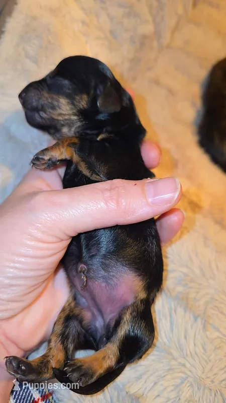 Black and tan brindle female – Miniature Dachshund puppy for sale in West Plains, MO
