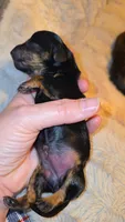 Black and tan brindle female, a female Miniature Dachshund for sale in West Plains, MO – 1 of 1