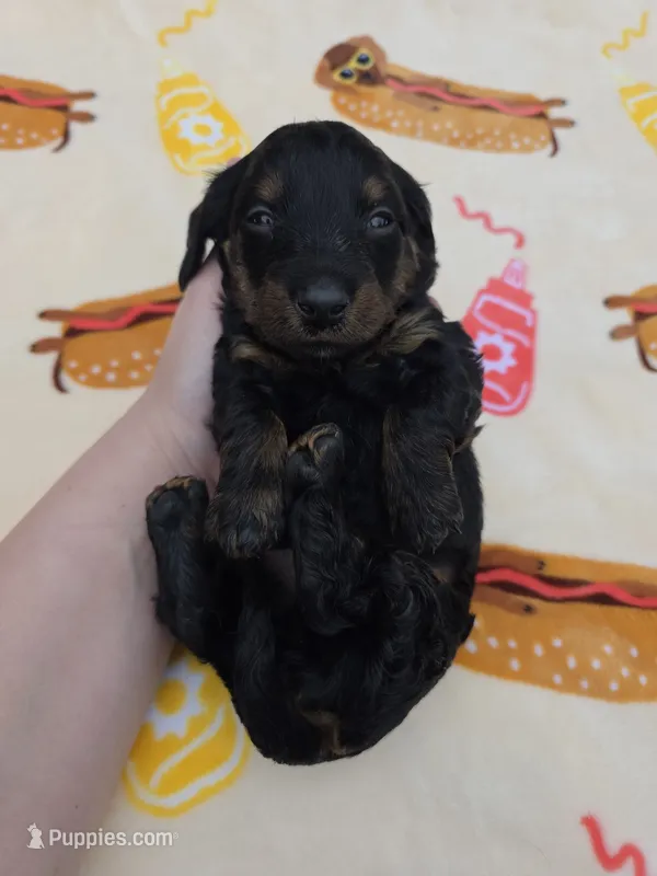 Ella's black and tan brindle boy – Miniature Dachshund puppy for sale in West Plains, MO