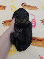 Ella's black and tan brindle boy, a male Miniature Dachshund for sale in West Plains, MO – 4 of 5