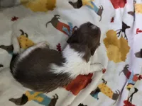Blue based pie boy , a male Miniature Dachshund for sale in West Plains, MO – 4 of 6