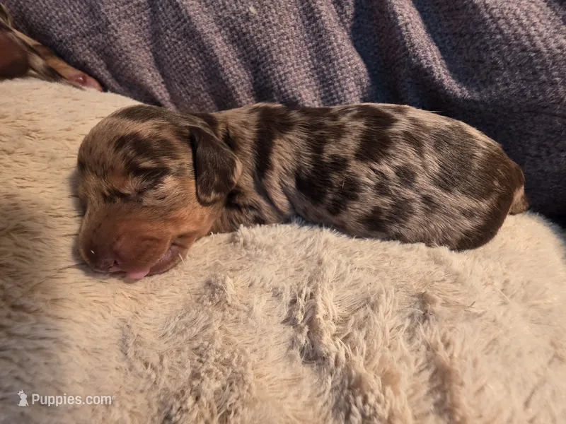 Chocolate dapple boy  – Dachshund puppy for sale in West Plains, MO