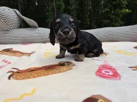 BLUE Belles black and cream brindle boy, a male Miniature Dachshund for sale in West Plains, MO – 1 of 2