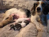 Cream girl, a female Miniature Dachshund for sale in West Plains, MO – 4 of 4