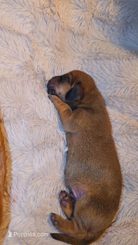 Shaded red male – Miniature Dachshund puppy for sale in West Plains, MO