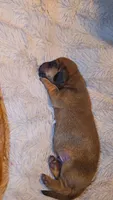Shaded red male, a male Miniature Dachshund for sale in West Plains, MO – 2 of 4