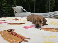 Shaded red male, a male Miniature Dachshund for sale in West Plains, MO – 4 of 4