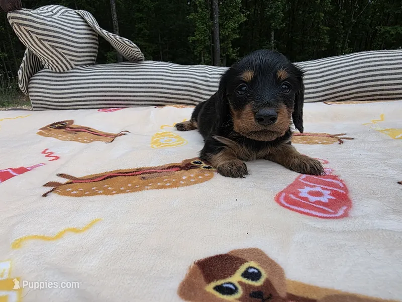 BLUE Belles black and tan boy – Miniature Dachshund puppy for sale in West Plains, MO