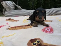 BLUE Belles black and tan boy, a male Miniature Dachshund for sale in West Plains, MO – 2 of 3