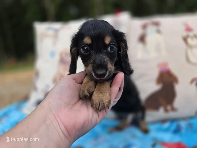 BLUE Belles black and cream brindle boy – Miniature Dachshund puppy for sale in West Plains, MO