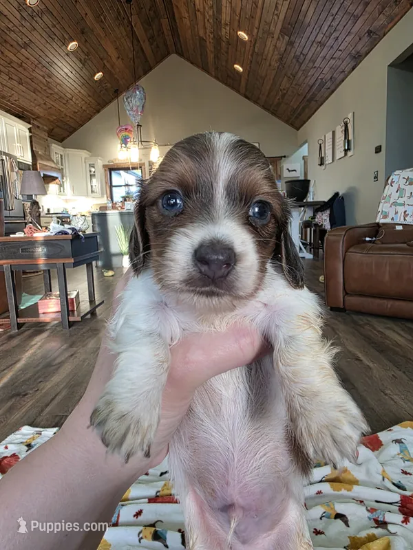 Blue based pie boy  – Miniature Dachshund puppy for sale in West Plains, MO
