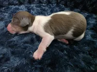 Chocolate pie boy , a male Miniature Dachshund for sale in West Plains, MO – 3 of 3