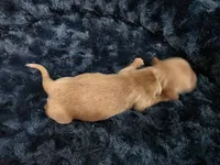 Cream girl, a female Miniature Dachshund for sale in West Plains, MO – 2 of 4