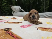 Shaded red male, a male Miniature Dachshund for sale in West Plains, MO – 1 of 4