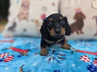 Ellas Black and tan boy, a male Miniature Dachshund for sale in West Plains, MO – 2 of 4