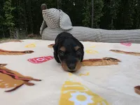 Ellas Black and tan boy, a male Miniature Dachshund for sale in West Plains, MO – 4 of 4