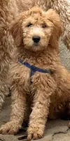 GASPER, a male Goldendoodle for sale in Victorville, CA – 8 of 10