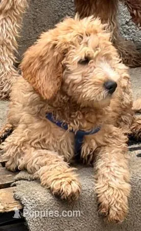 GASPER – Goldendoodle puppy for sale in Victorville, CA