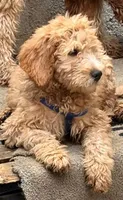 GASPER, a male Goldendoodle for sale in Victorville, CA – 7 of 10