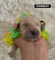 CHARLEY, a male Goldendoodle for sale in Victorville, CA – Photo 6 of 8
