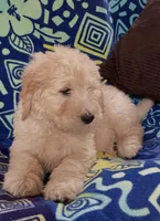CHARLEY, a male Goldendoodle for sale in Victorville, CA – Photo 2 of 10