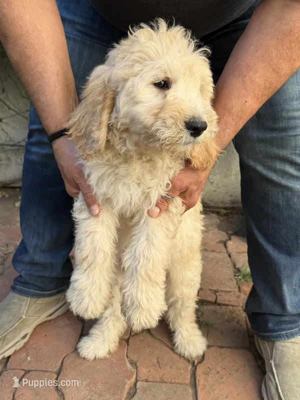 CHARLEY – Goldendoodle puppy for sale in Victorville, CA