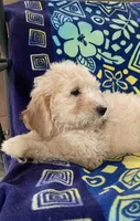 CHARLEY, a male Goldendoodle for sale in Victorville, CA – Photo 7 of 10