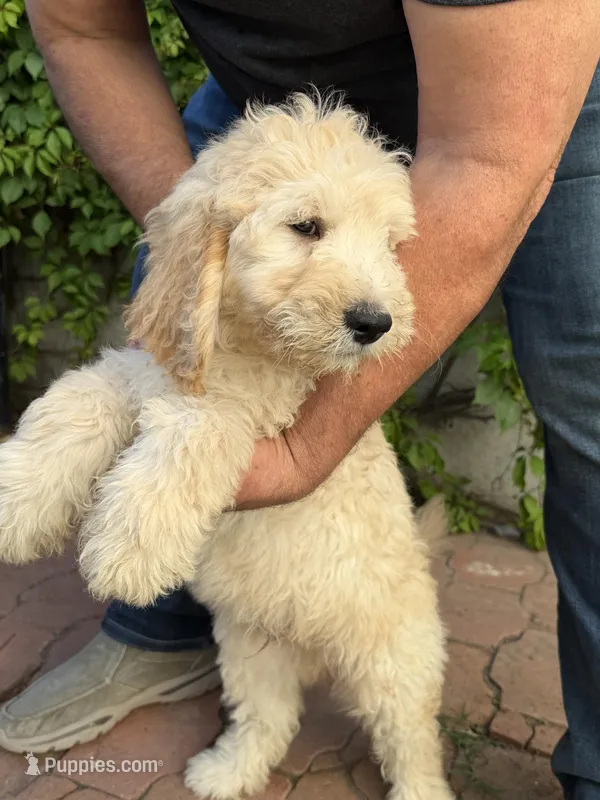 CHARLEY – Goldendoodle puppy for sale in Victorville, CA