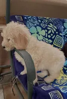 CHARLEY, a male Goldendoodle for sale in Victorville, CA – Photo 6 of 10