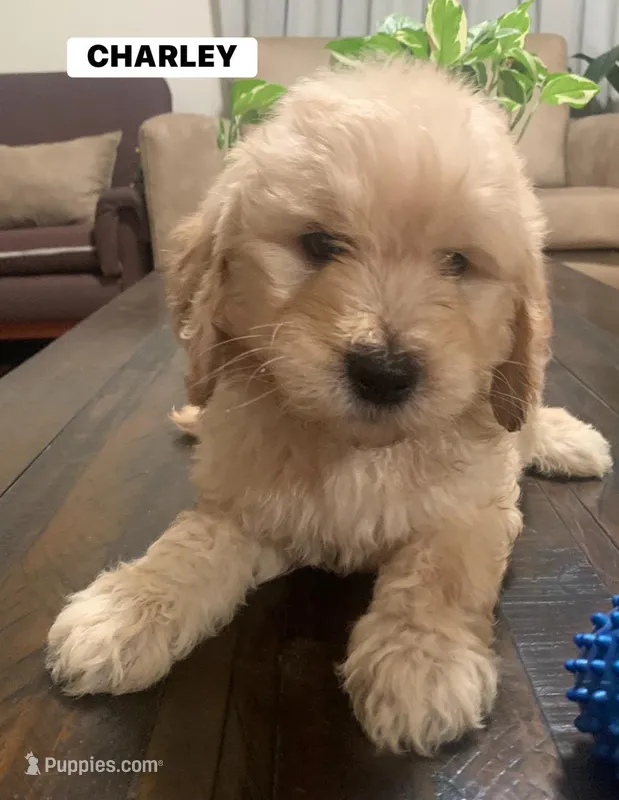 CHARLEY – Goldendoodle puppy for sale in Victorville, CA