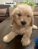 CHARLEY, a male Goldendoodle for sale in Victorville, CA – Photo 1 of 8