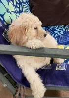 CHARLEY, a male Goldendoodle for sale in Victorville, CA – Photo 4 of 10