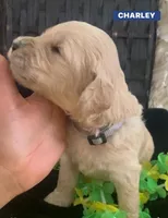 CHARLEY, a male Goldendoodle for sale in Victorville, CA – Photo 5 of 8