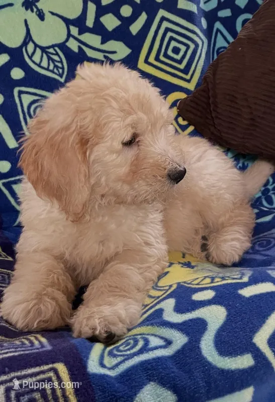 CHARLEY – Goldendoodle puppy for sale in Victorville, CA