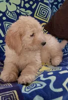 CHARLEY, a male Goldendoodle for sale in Victorville, CA – Photo 3 of 10