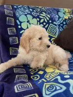 CHARLEY, a male Goldendoodle for sale in Victorville, CA – Photo 8 of 10