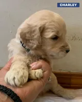 CHARLEY, a male Goldendoodle for sale in Victorville, CA – Photo 2 of 8