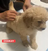 CHARLEY, a male Goldendoodle for sale in Victorville, CA – Photo 3 of 8