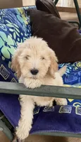CHARLEY, a male Goldendoodle for sale in Victorville, CA – Photo 5 of 10