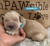 CHARLEY, a male Goldendoodle for sale in Victorville, CA – Photo 7 of 8