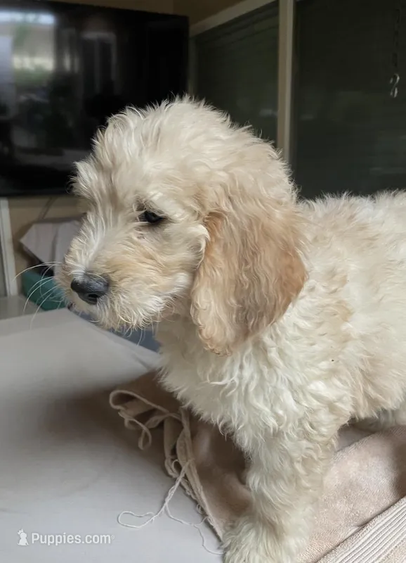 CHARLEY – Goldendoodle puppy for sale in Victorville, CA