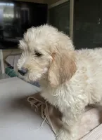 CHARLEY, a male Goldendoodle for sale in Victorville, CA – Photo 1 of 10