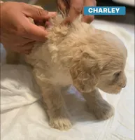 CHARLEY, a male Goldendoodle for sale in Victorville, CA – Photo 4 of 8