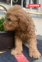 GASPER, a male Goldendoodle for sale in Victorville, CA – Photo 5 of 8