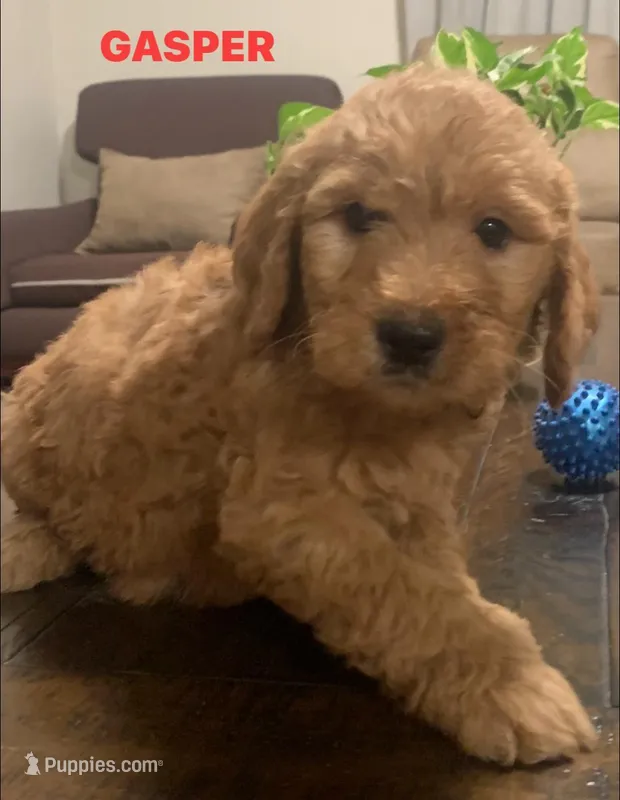 GASPER – Goldendoodle puppy on hold in Victorville, CA