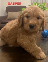 GASPER, a male Goldendoodle for sale in Victorville, CA – Photo 1 of 8