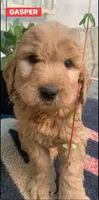 GASPER, a male Goldendoodle for sale in Victorville, CA – Photo 4 of 8
