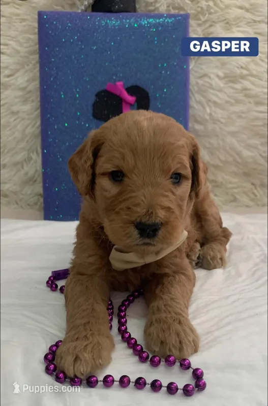 GASPER – Goldendoodle puppy on hold in Victorville, CA