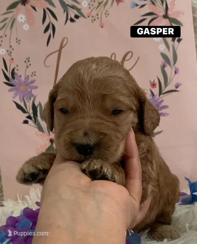 GASPER – Goldendoodle puppy on hold in Victorville, CA